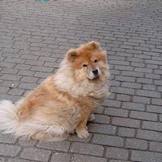 Chow chow Ronja *DØD* :'(