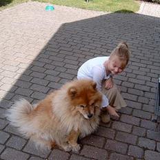 Chow chow Ronja *DØD* :'(