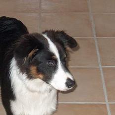 Australian shepherd Charlie