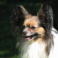 Papillon rulle R.I.P