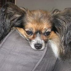 Papillon rulle R.I.P