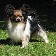 Papillon rulle R.I.P