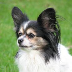 Papillon rønne R.I.P