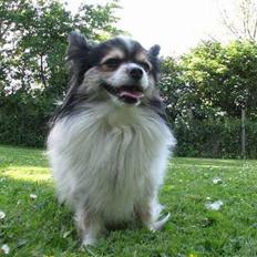 Papillon rønne R.I.P