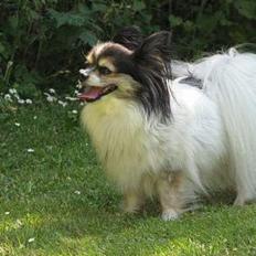 Papillon rønne R.I.P