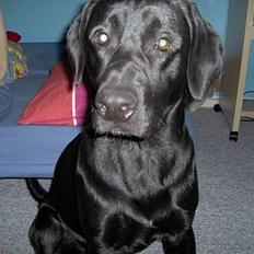 Blanding af racer Thor