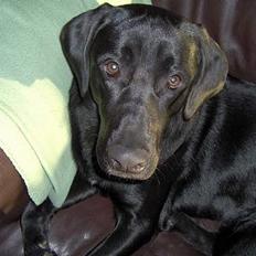 Blanding af racer Thor