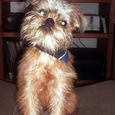 Griffon bruxellois Justice