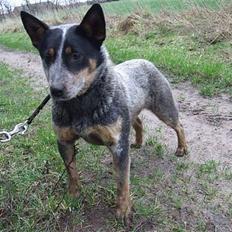 Australsk cattledog SweetAzur´s Bambina