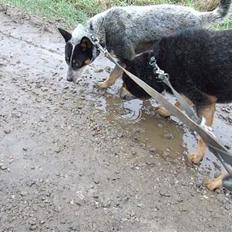 Australsk cattledog SweetAzur´s Bambina