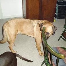 Labrador retriever bonzo