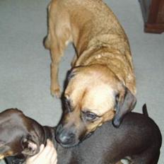 Labrador retriever bonzo