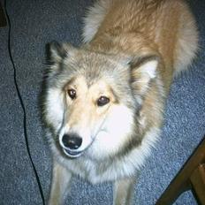 Blanding af racer Chili