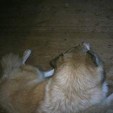 Blanding af racer Chili