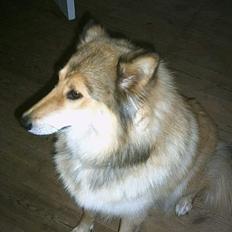 Blanding af racer Chili