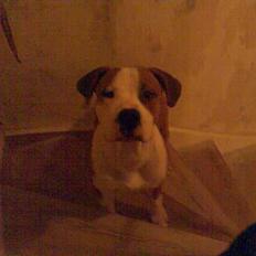 Amerikansk staffordshire terrier Tiko