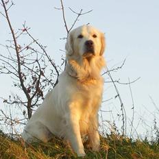 Golden retriever Bamse