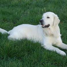 Golden retriever Bamse