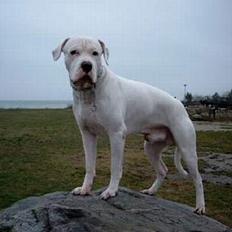 Dogo argentino Sultan  |