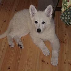 Hvid Schweizisk Hyrdehund Oscar (Himmelhund)