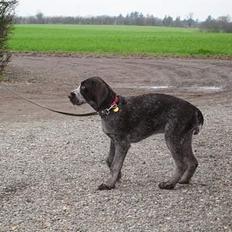 Ruhåret hønsehund <33Fie<33