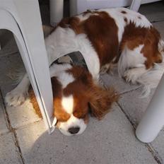 Cavalier king charles spaniel cocio