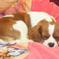 Cavalier king charles spaniel cocio