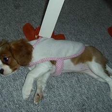 Cavalier king charles spaniel cocio