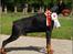 Dobermann Nord Nimrod Od Telepa (R.I.P.) - Zeus 6 år, og lige blevet BIR i Hillerød 2009