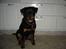 Rottweiler Fønix