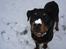 Rottweiler Fønix - Fønix i sneen!