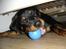 Rottweiler Fønix - Se jeg fandt den!