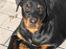 Rottweiler R.I.P Jessie pigen <3 - Ser, jeg ikke bare dejlig ud??