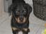 Rottweiler R.I.P Jessie pigen <3 - puuha, mor har lige haft mig i bad..