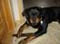 Rottweiler Fønix - Du tager ikke min pind vel...!?