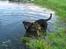 Rottweiler R.I.P Jessie pigen <3 - vand, SKØNT!!!