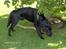 Labrador retriever Skipper