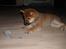 Shiba Kashi - Og så skal vi lege med musen..