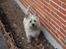 Cairn terrier Malou aka Sheriffen  - Hvad sir du ? Må jeg ikk komme ind med mudderpoter ?