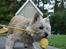 Cairn terrier Malou aka Sheriffen  - Hiiiiv !