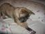 Cairn terrier Malou aka Sheriffen  - Stop med at sige de irreterende lyde..*Grr*
