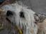 Cairn terrier Malou aka Sheriffen 