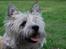 Cairn terrier Malou aka Sheriffen 