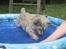 Cairn terrier Malou aka Sheriffen 