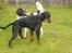Gordon setter Storaaens Chief "Pelle" - leger lige med min kammerat louie