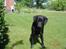 Labrador retriever Zeus