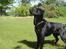 Labrador retriever Zeus