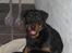 Rottweiler R.I.P Jessie pigen <3 - jaa, jeg sidder lidt underlig her!