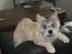 Cairn terrier Malou aka Sheriffen 