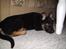 Schæferhund Dj'appes Lea R.I.P